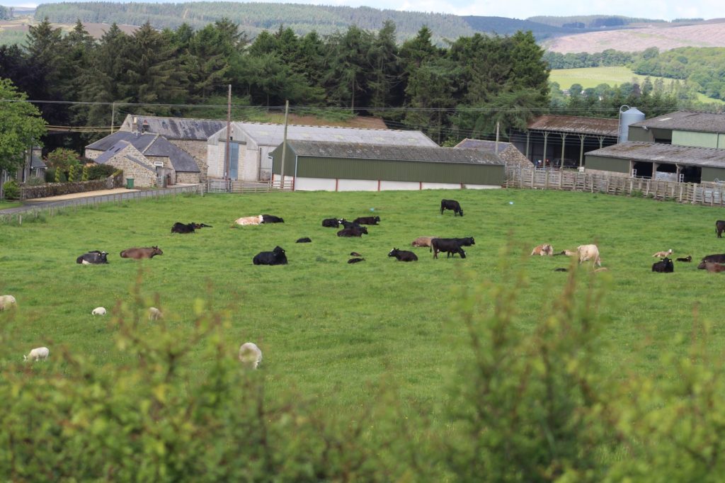 Cattle with farm buildings in background